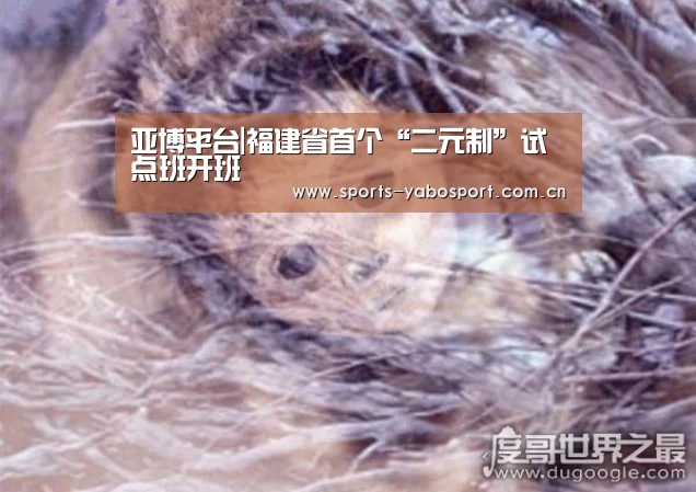 亚博平台